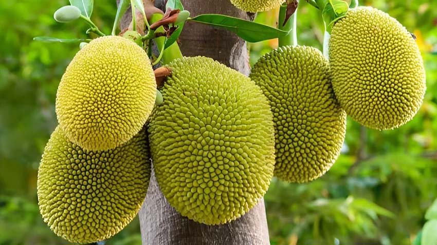 জিআই পণ্যের স্বীকৃতি পেল গাজীপুরের কাঁঠাল