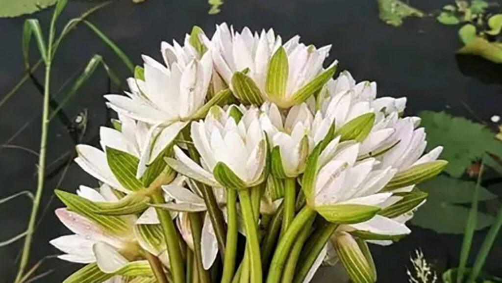 নির্বাচনি প্রতীক শাপলা কেন চেয়েছে এনসিপি?
