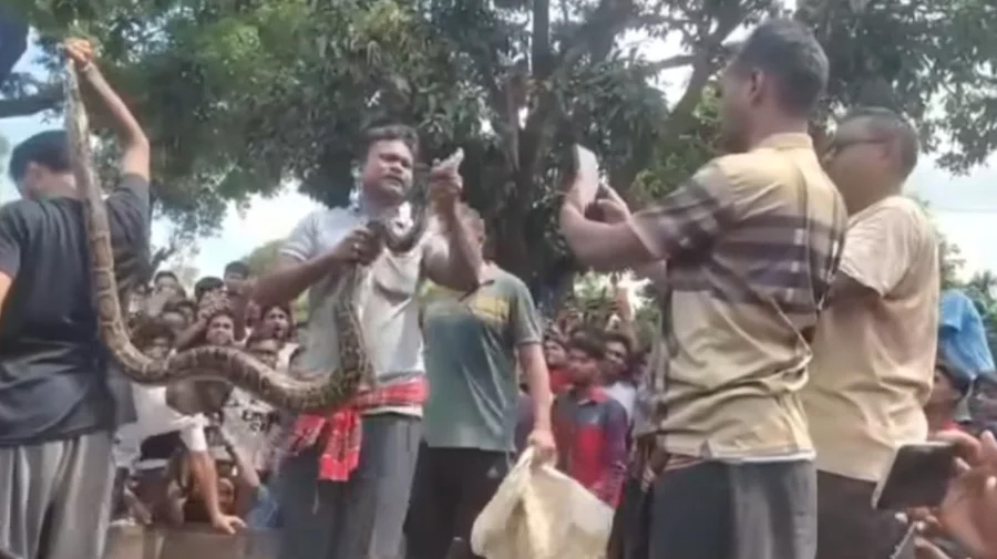 কুড়িগ্রামে ১০ ফুট লম্বা অজগর উদ্ধার