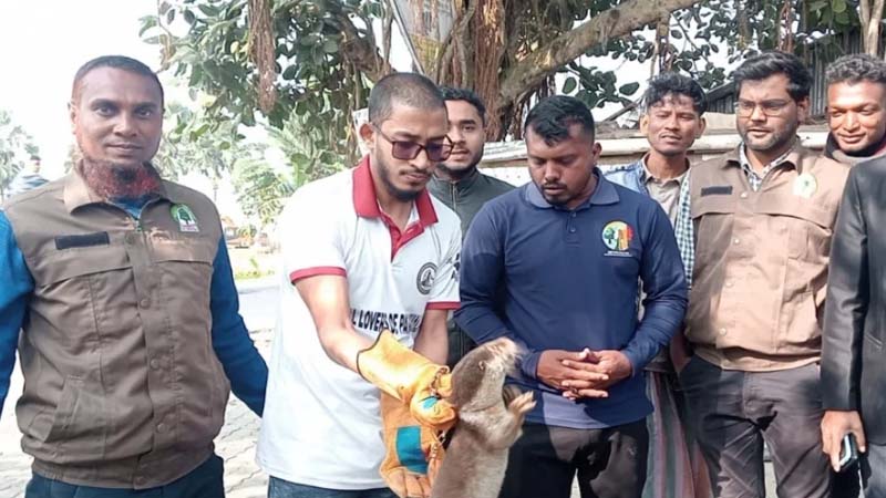 কুয়াকাটায় বিপন্ন প্রজাতির ভোদর উদ্ধার