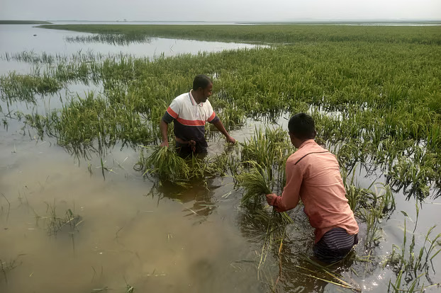 সুনামগঞ্জের হাওরে বাঁধের ফাঁদে বাড়ছে ফসলের ঝুঁকি