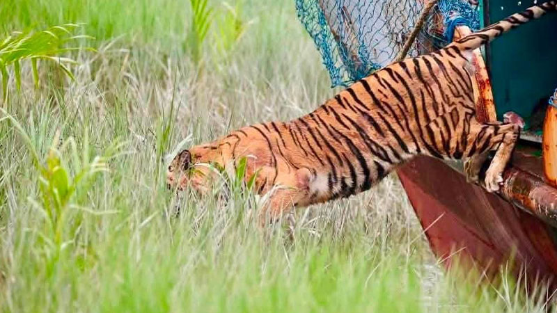 আবাসস্থলে আহত বাঘিনীকে ফিরিয়ে দিতে পারাকে ‘মাইলফলক’ বলছেন সংশ্লিষ্টরা