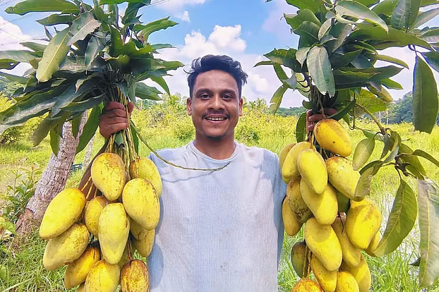 চিয়াংমাই, ব্রুনেই কিং, রেড পালমার—ব্যতিক্রমী আমে মৌসুমে মিনারুলের আয় ৮ লাখ টাকা