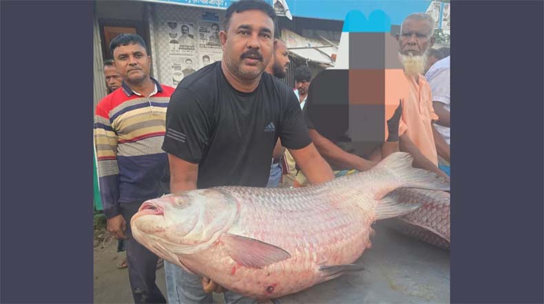 পদ্মার এক কাতল বিক্রি হলো ৭৩ হাজার ৫০০ টাকায়